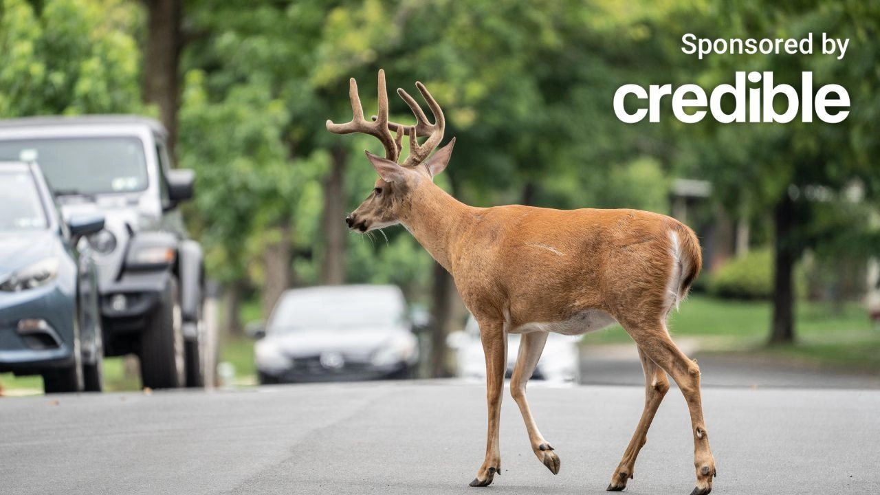 Does insurance cover hitting a deer?